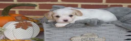 Cavachon dogs for sale: Winston - Ad 3
