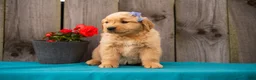 Golden Retriever dogs for sale: Tula - Ad 4