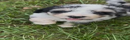 Mixed Breed dogs for sale: Misty - Ad 3