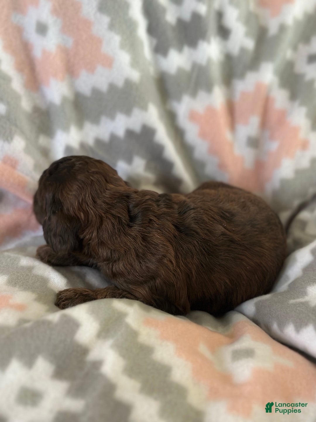 Mini Goldendoodle dogs for sale: Chilli - Ad 4