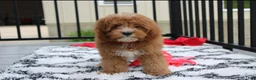 Cavapoo dogs for sale: Lenny  - Ad 4