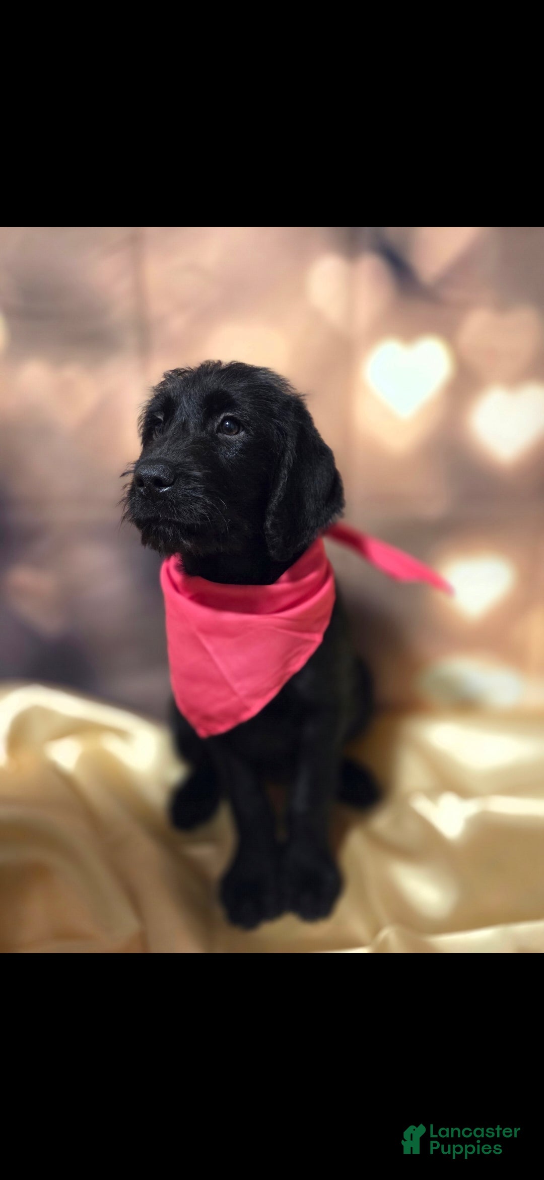 Mixed Breed dogs Doodle Puppy 2 - Ad 12