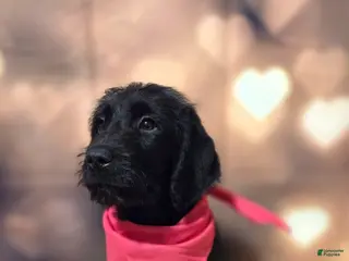 Mixed Breed dogs Doodle Puppy 2 - Ad 12