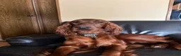 Irish Setter dogs for sale: Irish Setter 7 - Ad 2