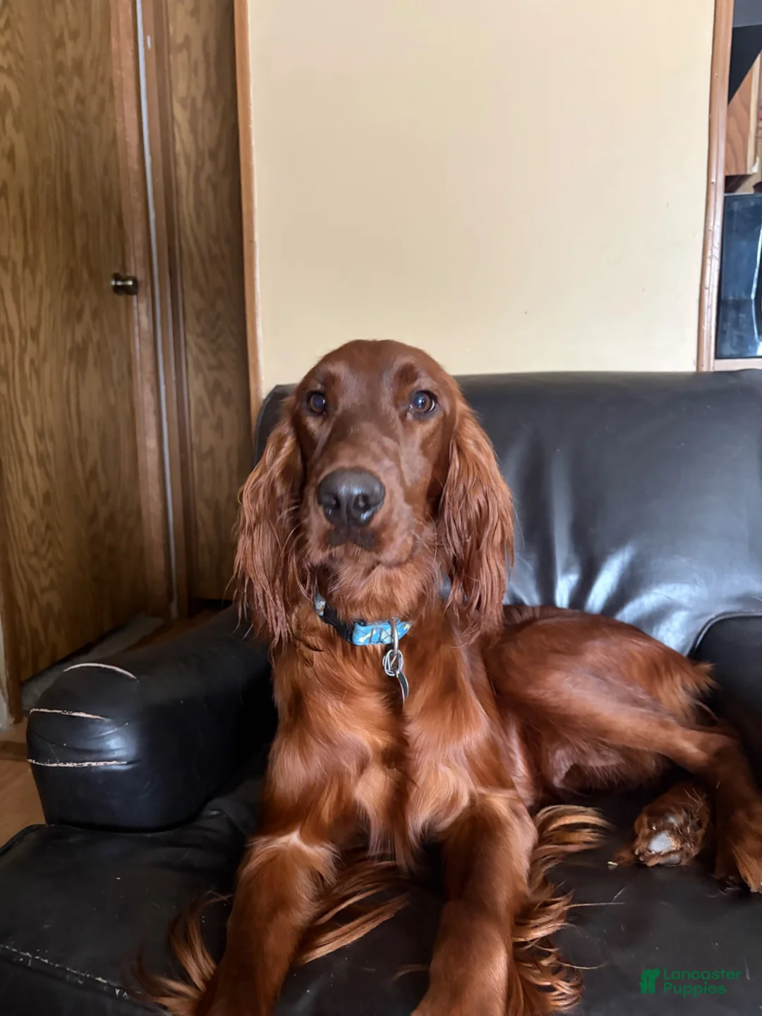 Irish Setter dogs for sale: Irish Setter 7 - Ad 2