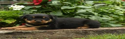 Rottweiler dogs for sale: Kitty - Ad 3