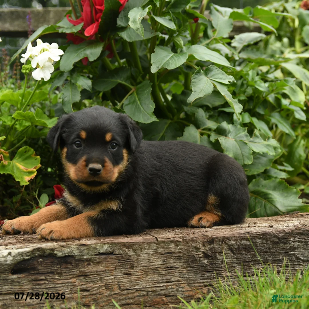 Rottweiler dogs for sale: Kitty - Ad 3