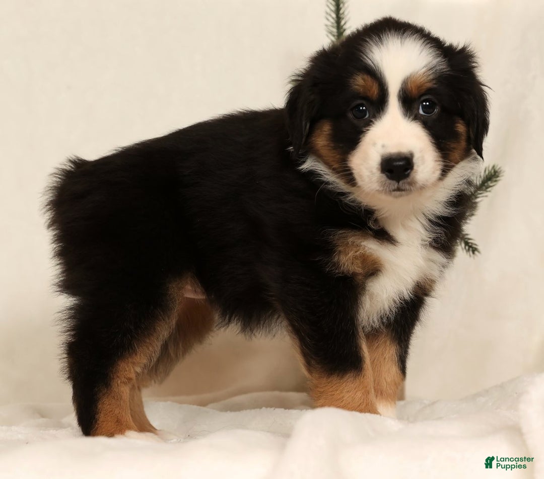 Miniature Australian Shepherd dogs for sale: Tammy - Ad 3