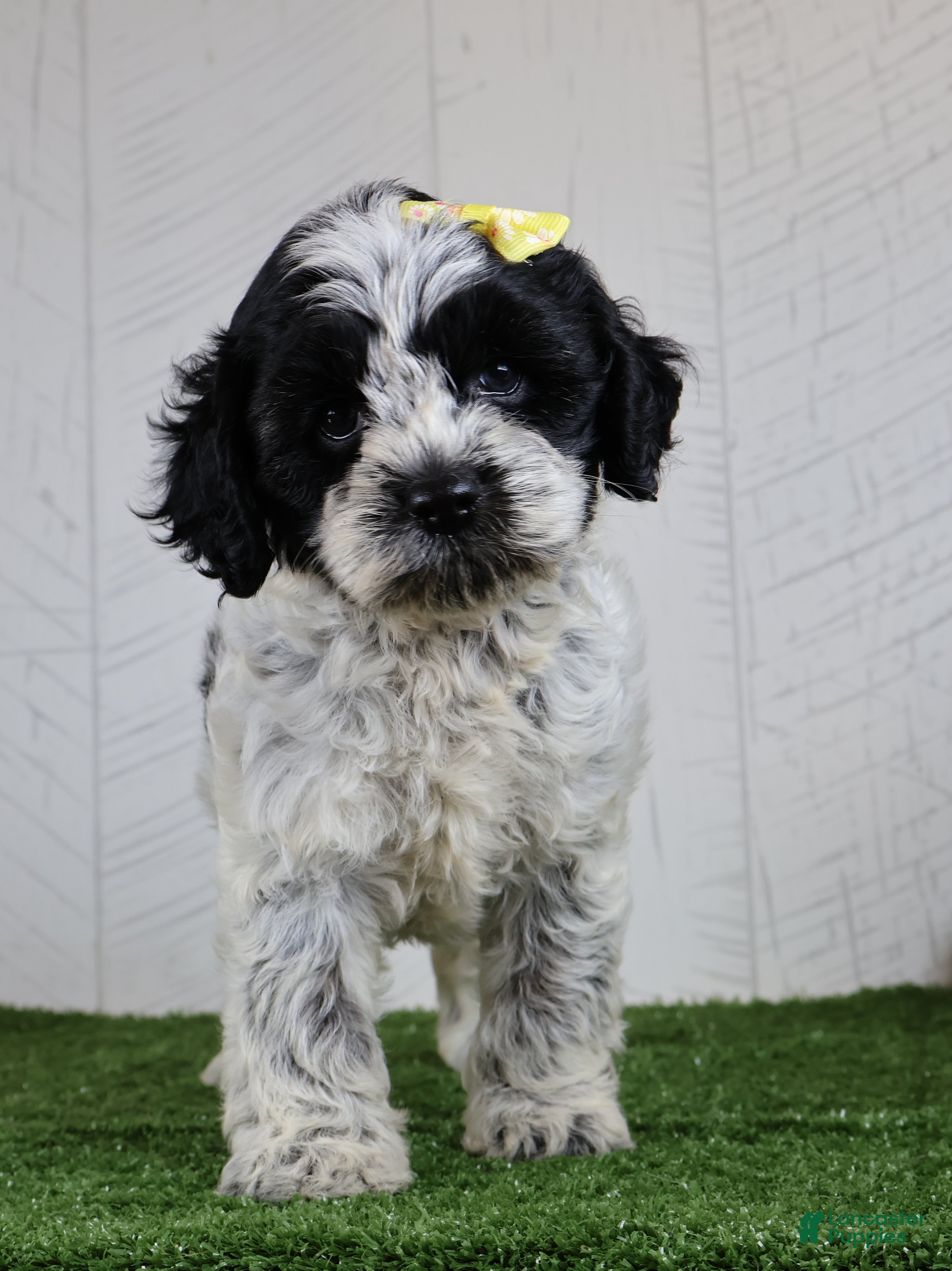Cockapoo dogs Debbie - Ad 1