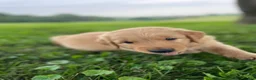 Golden Retriever dogs for sale: Duke - Ad 6