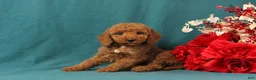 Mini Goldendoodle dogs for sale: Orpha - Ad 4