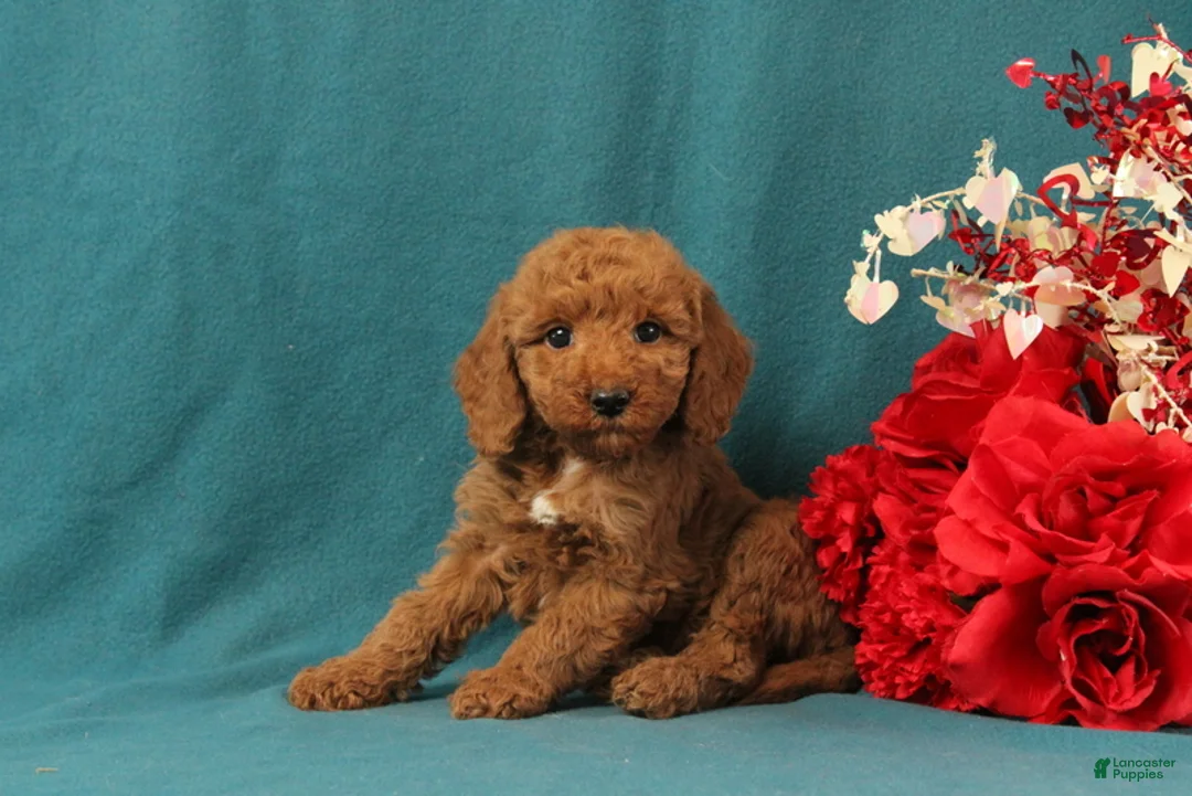 Mini Goldendoodle dogs for sale: Orpha - Ad 4