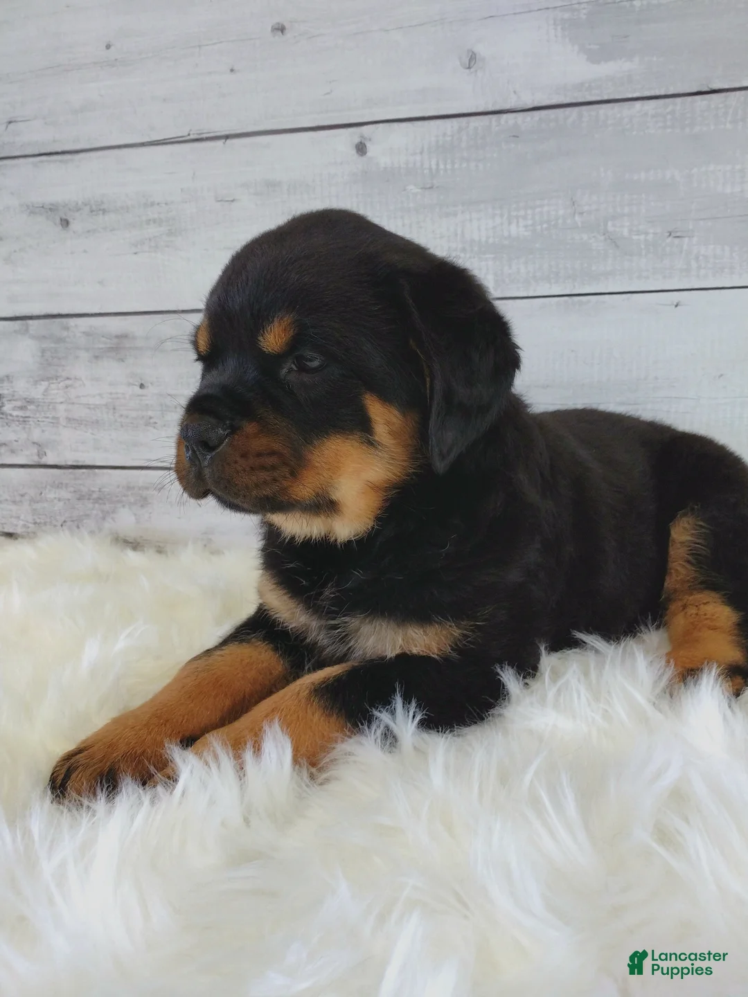 Rottweiler dogs for sale: Roxie  - Ad 1