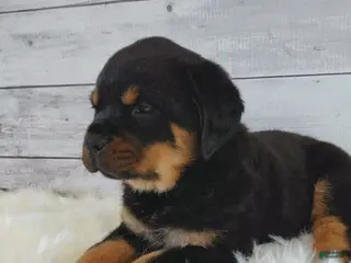 Rottweiler dogs for sale: Roxie - Ad 3