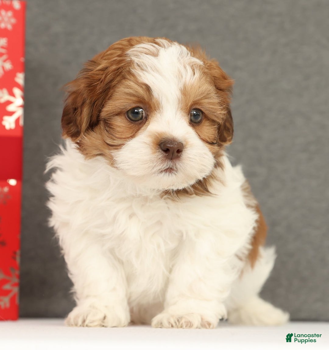 Shih Tzu dogs for sale: Elliot - Ad 1