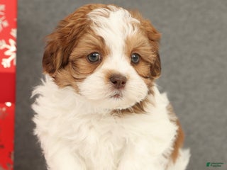 Shih Tzu dogs Elliot - Ad 3