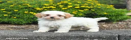 Havapoo dogs for sale: Livvy - Ad 2