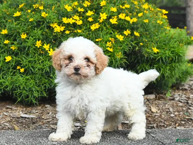 Havapoo dogs for sale: Livvy - Ad 2