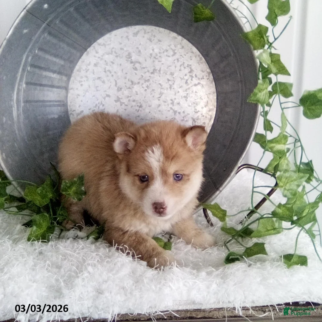 Pomsky dogs for sale: Michael - Ad 3
