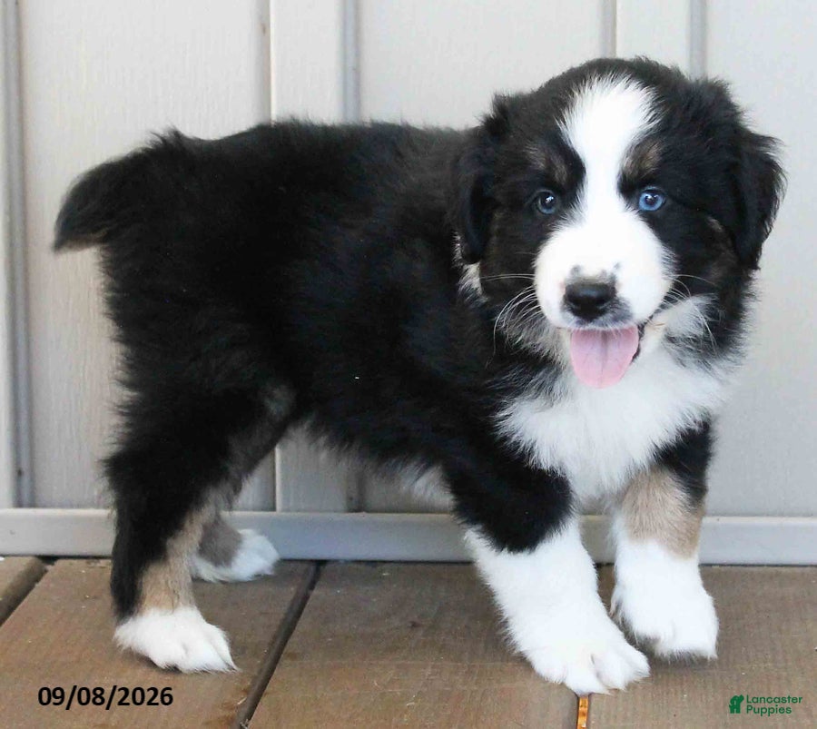 Australian Shepherd dogs Blair Blue Eyes - Ad 2
