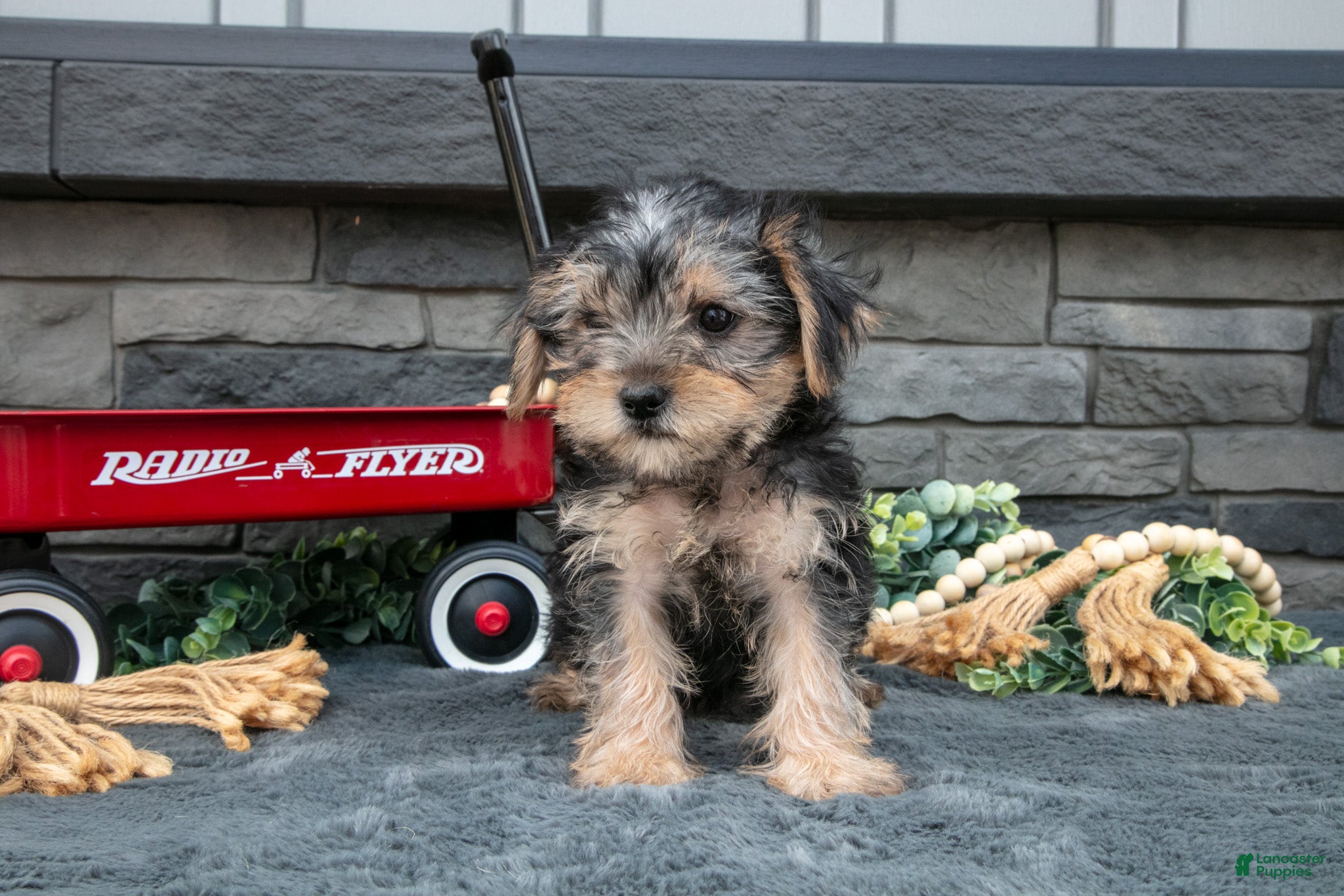 Yorkshire Terrier dogs Lyla - Ad 2
