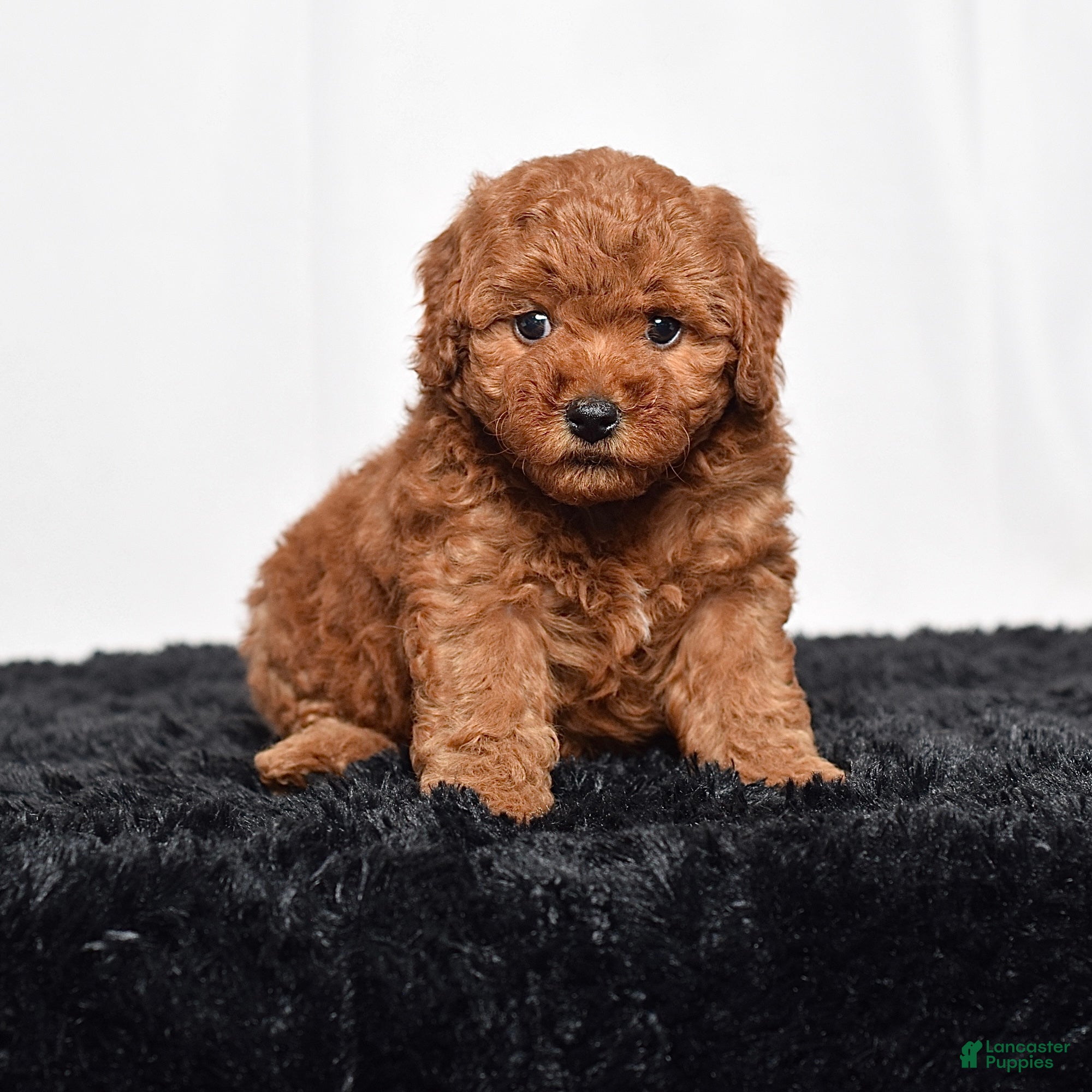 Mini Goldendoodle dogs for sale: Maddie - Ad 6