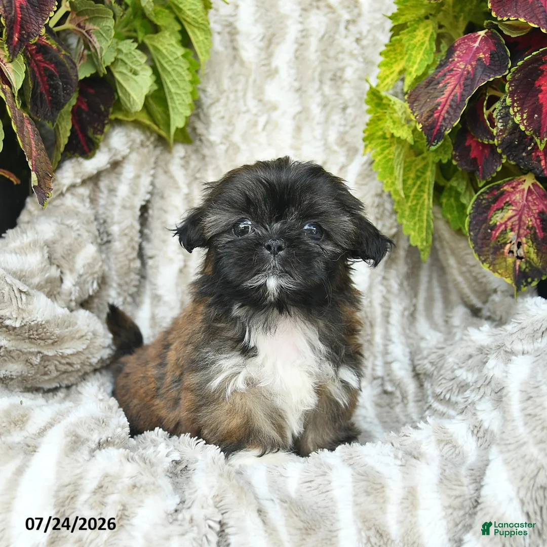 Shih Tzu dogs for sale: Crystal  - Ad 1