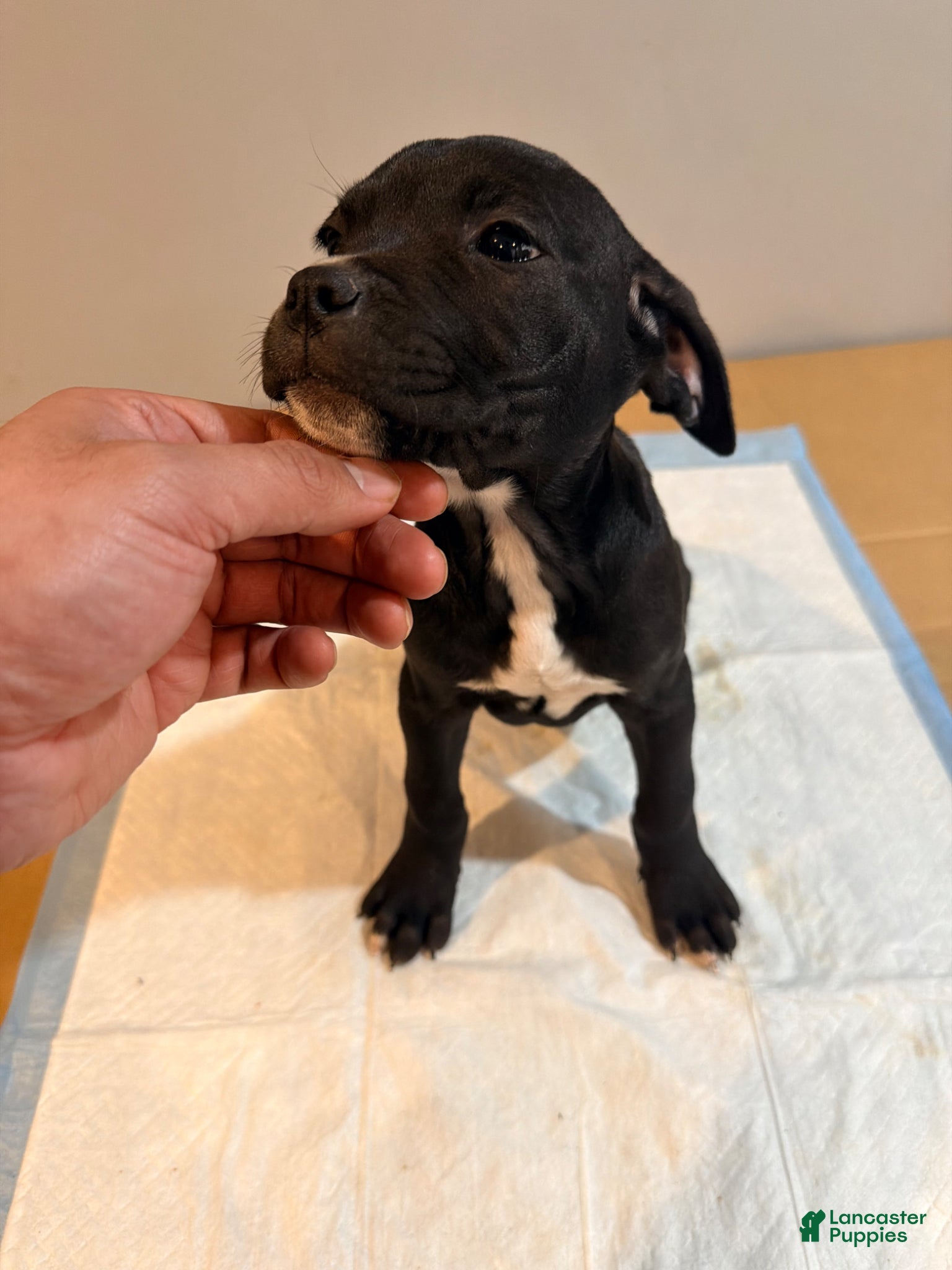 Mixed Breed dogs Mixed Breed Puppy 4 - Ad 11