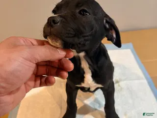 Mixed Breed dogs Mixed Breed Puppy 4 - Ad 18