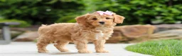 Cavapoo dogs for sale: Hazel - Ad 6
