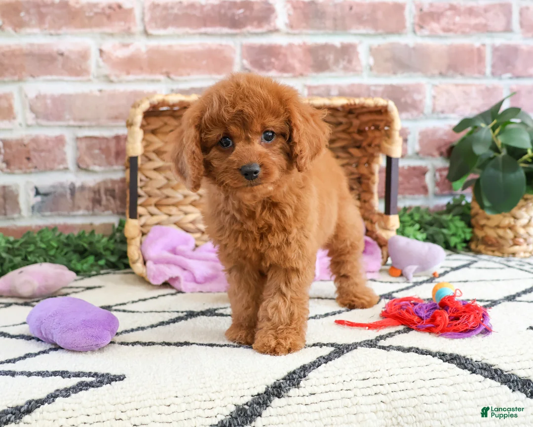 Cavapoo dogs for sale: Beauty  - Ad 7