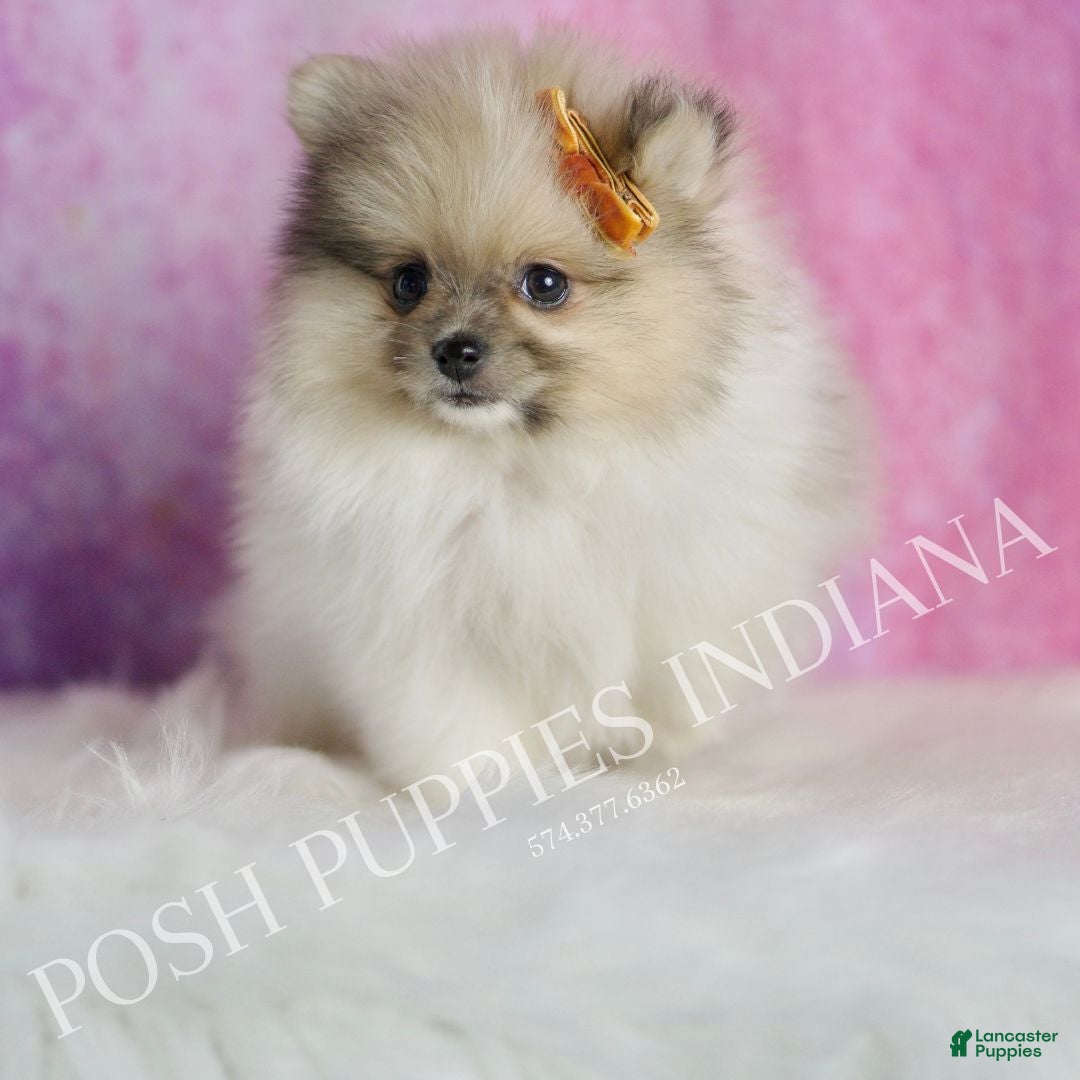 Pomeranian dogs for sale: Tarzan - Ad 4