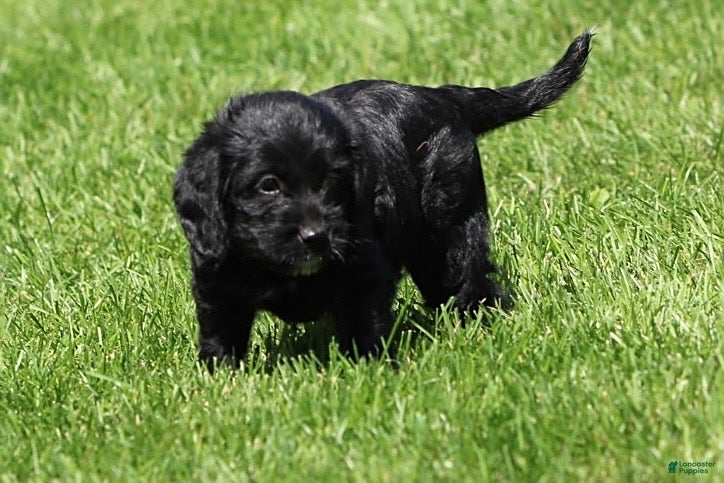 Mixed Breed dogs Blake - Ad 2