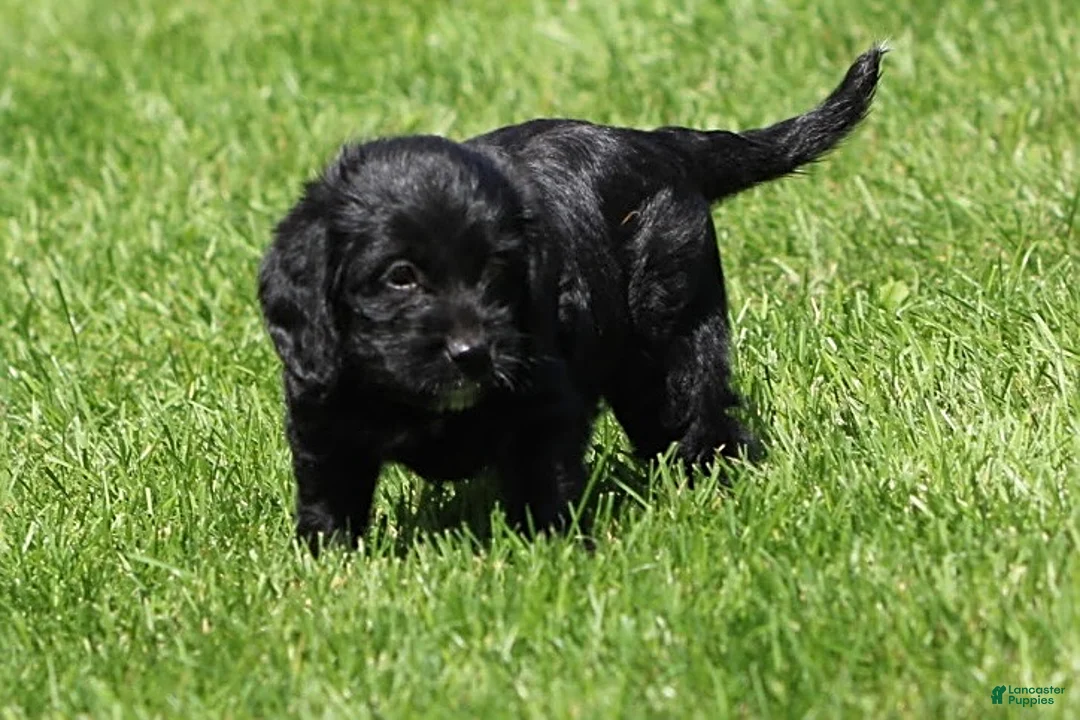 Mixed Breed dogs for sale: Blake - Ad 2