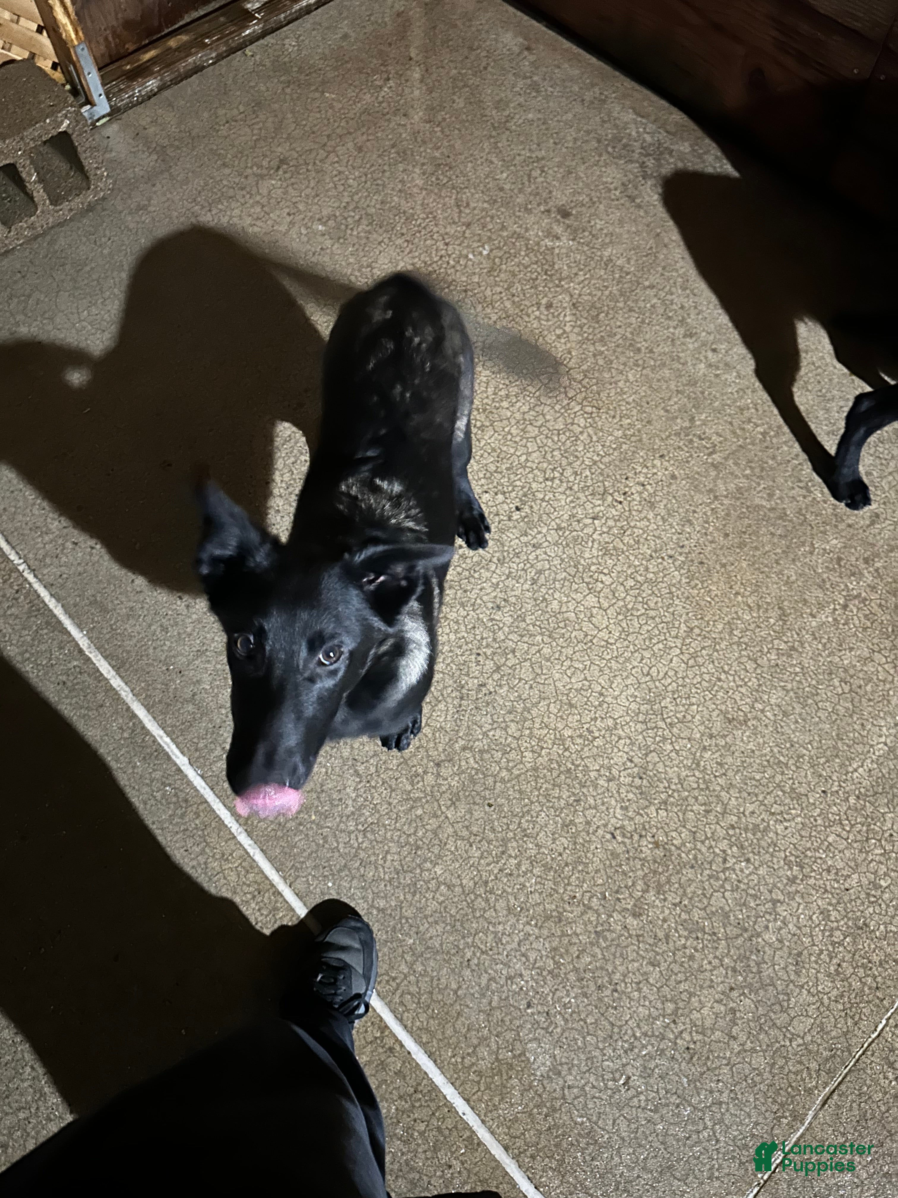 Belgian Malinois dogs Belgian Malinois Puppy 1 - Ad 24