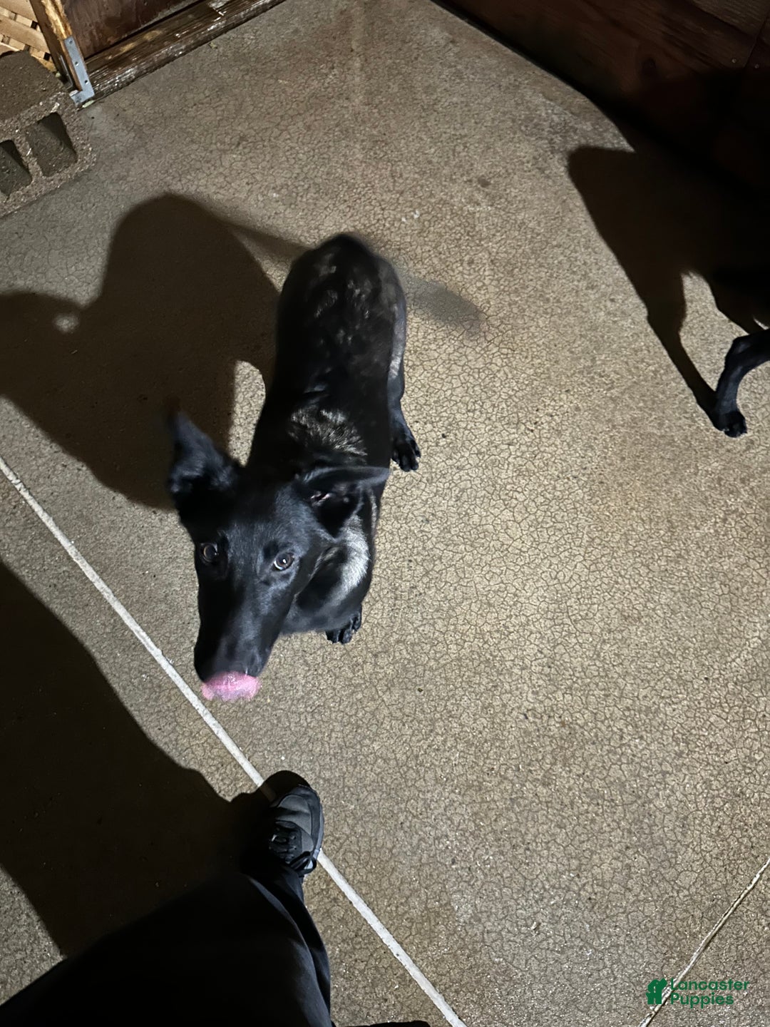 Belgian Malinois dogs for sale: Belgian Malinois Puppy 1 - Ad 1