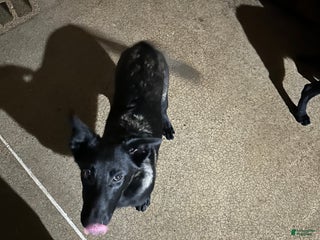 Belgian Malinois dogs Belgian Malinois Puppy 1 - Ad 38