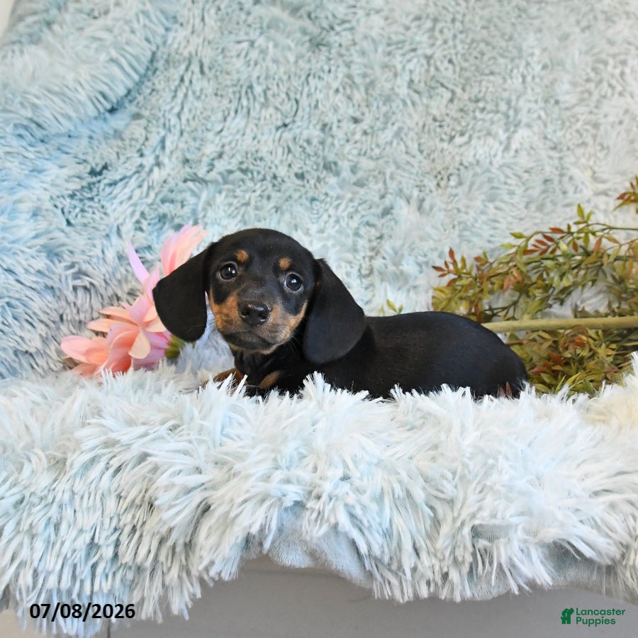 Miniature Dachshund dogs Bear - Ad 2