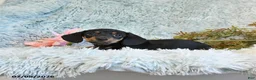 Miniature Dachshund dogs for sale: Bear - Ad 2