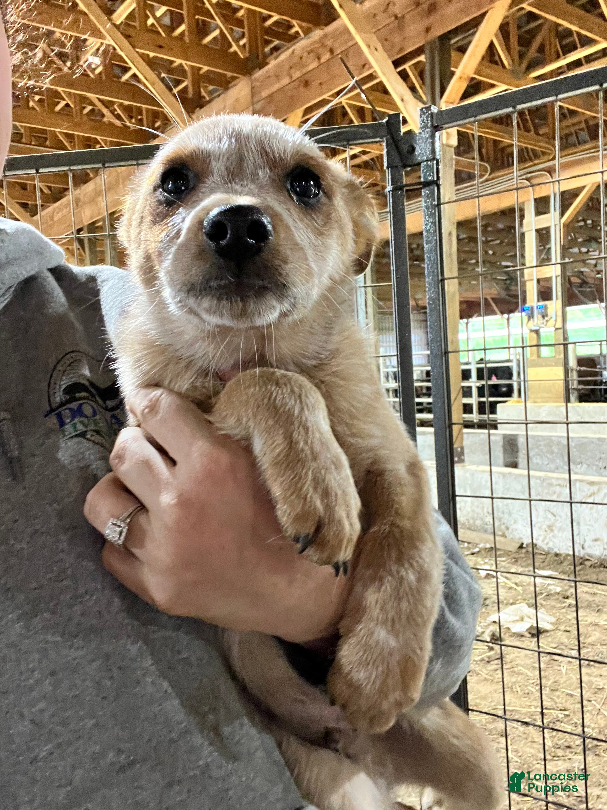 Australian Cattle Dog dogs Roner - Ad 15