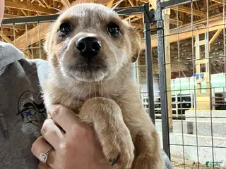 Australian Cattle Dog dogs Roner - Ad 15