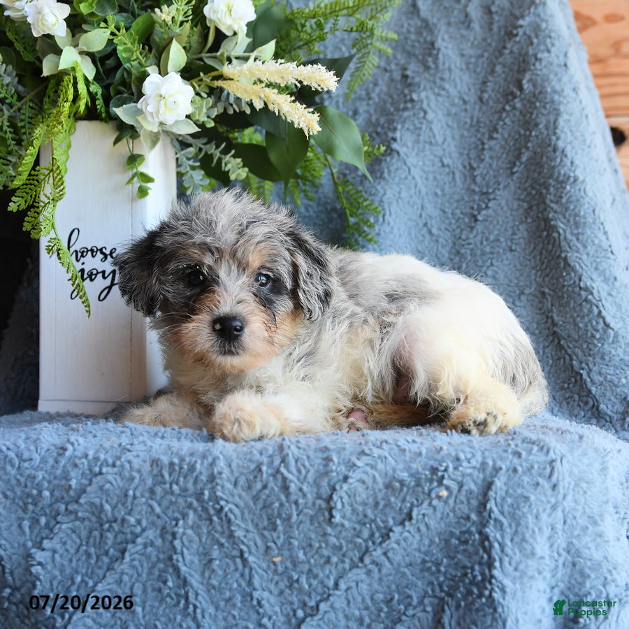 Schnoodle dogs Oona - Ad 2