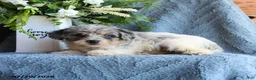 Schnoodle dogs for sale: Oona - Ad 2