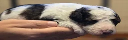 Mini Bernedoodle dogs for sale: Odin - Ad 2