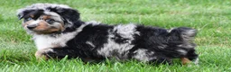 Miniature Australian Shepherd dogs for sale: Wilson - Ad 5