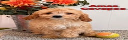 Cavapoo dogs for sale: Amos - Ad 1