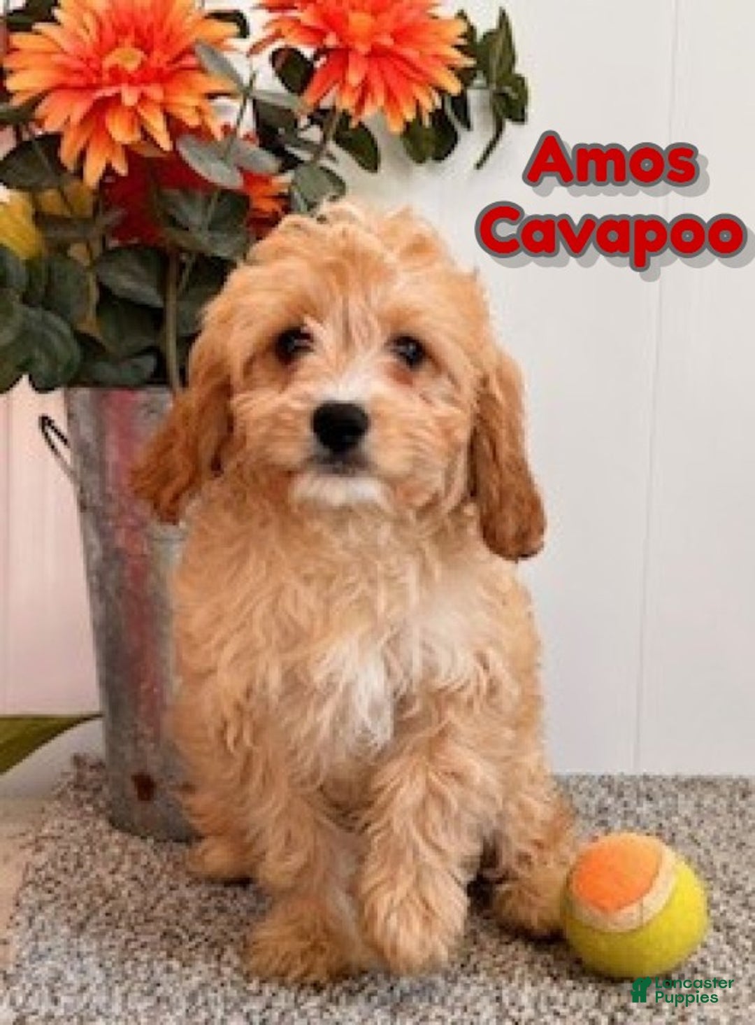Cavapoo dogs for sale: Amos - Ad 1