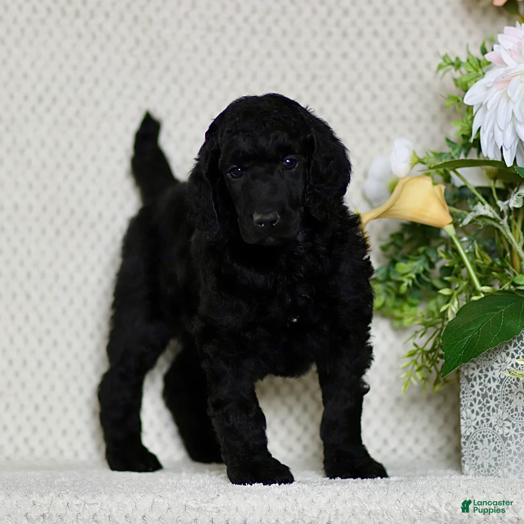 Standard Poodle dogs for sale: Trevor - Ad 1