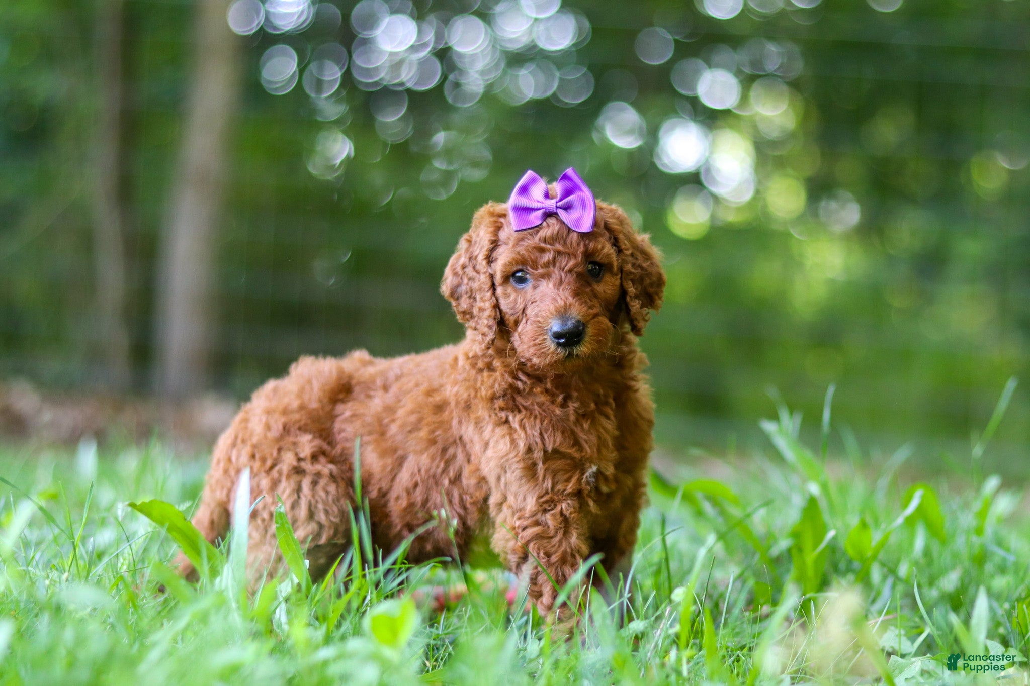Standard Poodle dogs Bonnie - Ad 1