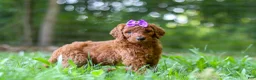 Standard Poodle dogs for sale: Bonnie - Ad 3